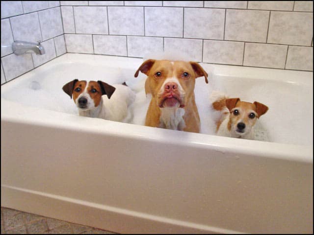 Budget Bathroom Remodeling Company Ideas Budget Maryland Washington DC N. Virginia Family Dogs Getting A Bath.