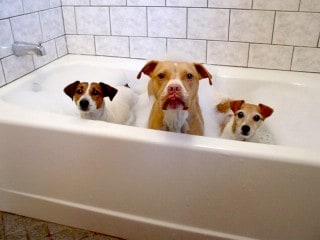 Family dogs getting a bath