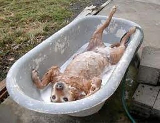 Washing a dog in a refinished tub.